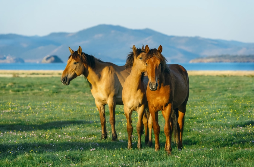 Байкальские каникулы