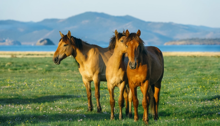 Байкальские каникулы