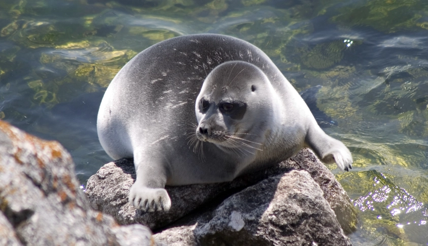 Байкальские каникулы