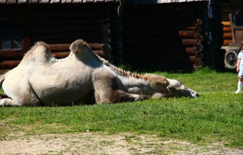 Летний тур для школьных групп "Два берега Байкала + Аршан"